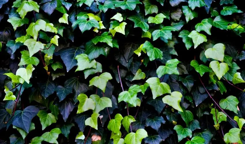 Bluszcz jest trujący dla kota - poznaj pierwsze objawy zatrucia i zasady ochrony