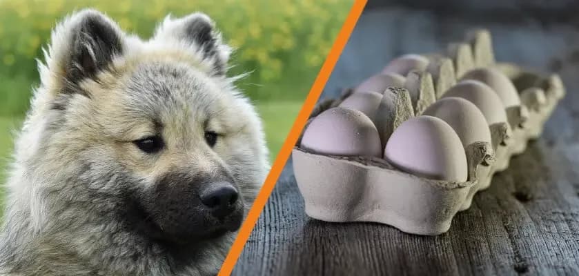 Czy pies może jeść surowe jajko? Poznaj fakty i zagrożenia