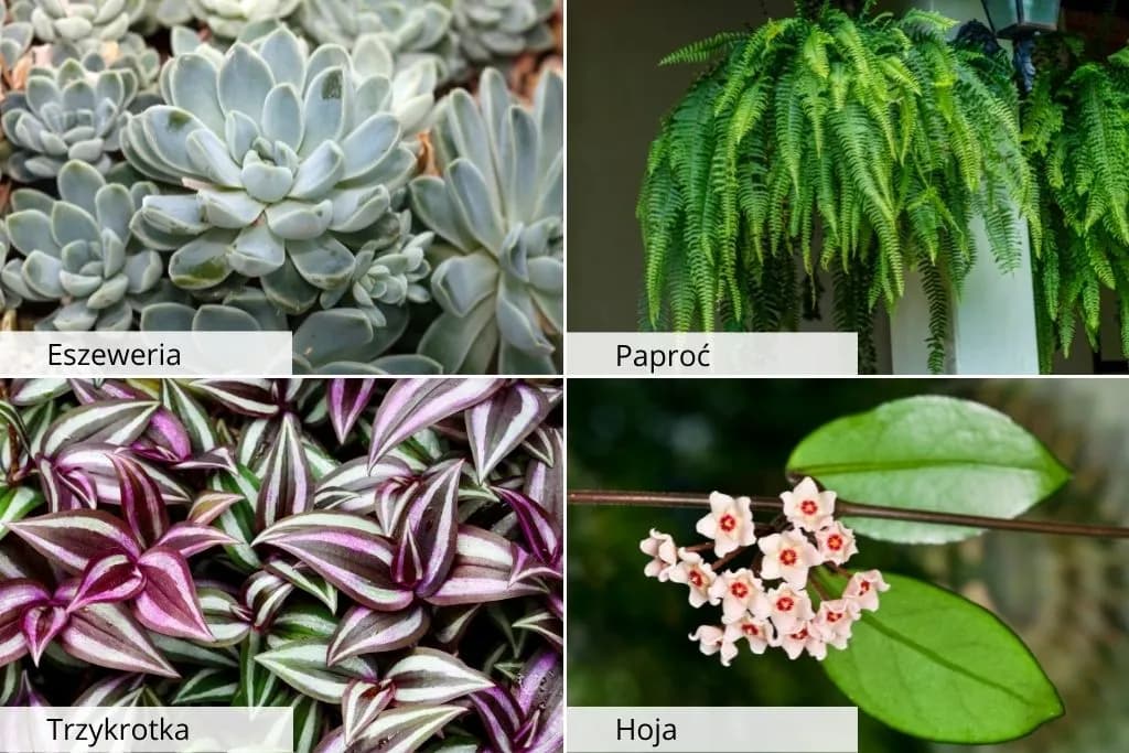 Czy trzykrotka jest trująca dla kota: Poznaj zagrożenia i objawy zatrucia