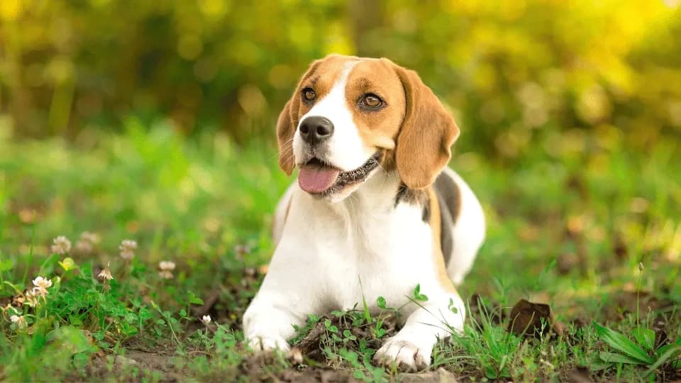 Nauczysz się jak wytresować beagle: 8 skutecznych technik szkolenia psa