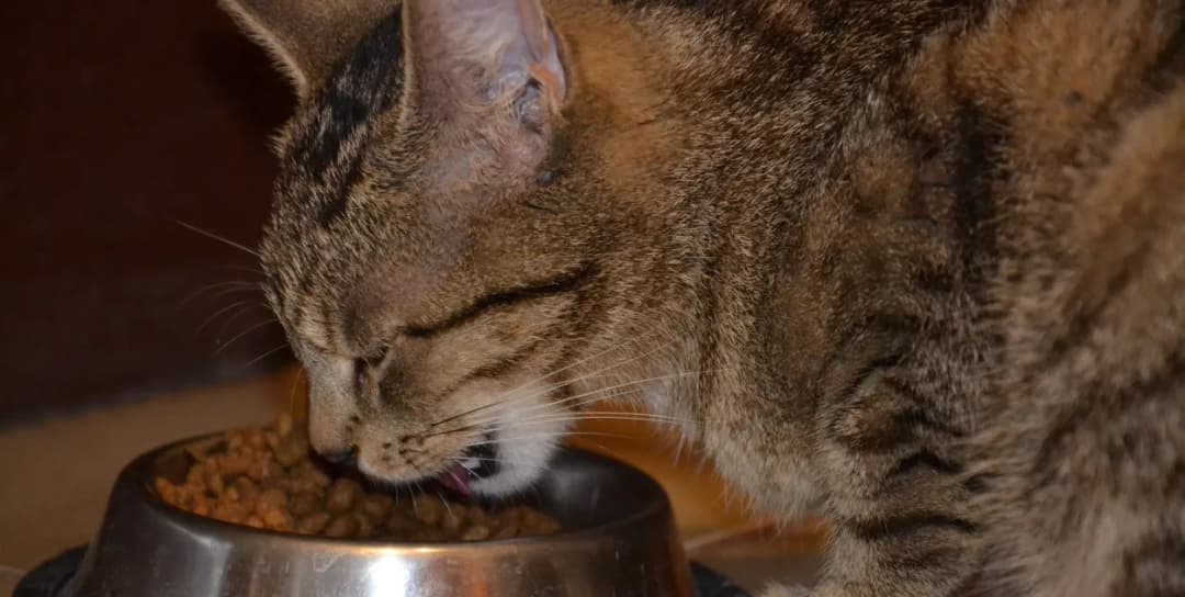 Karma dla kotów sterylizowanych - co musisz wiedzieć o różnicach