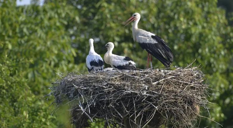 Zdrowie zwierząt w RPA: jak weterynarze ratują zagrożone gatunki w rezerwatach