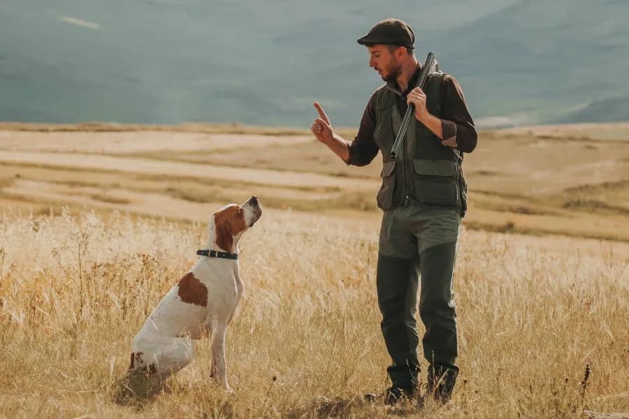 Jak wytresować psa myśliwskiego: kompletny poradnik od podstaw do polowań
