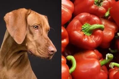 Czy pies może jeść paprykę czerwoną? Korzyści i zagrożenia