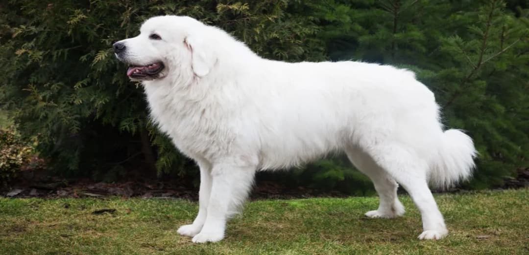 Skuteczne sposoby jak wytresować owczarka podhalańskiego: praktyczny poradnik