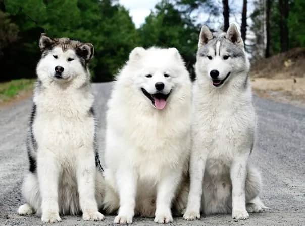 Husky czy malamut: który pies lepszy dla Ciebie? Porównanie ras i różnice