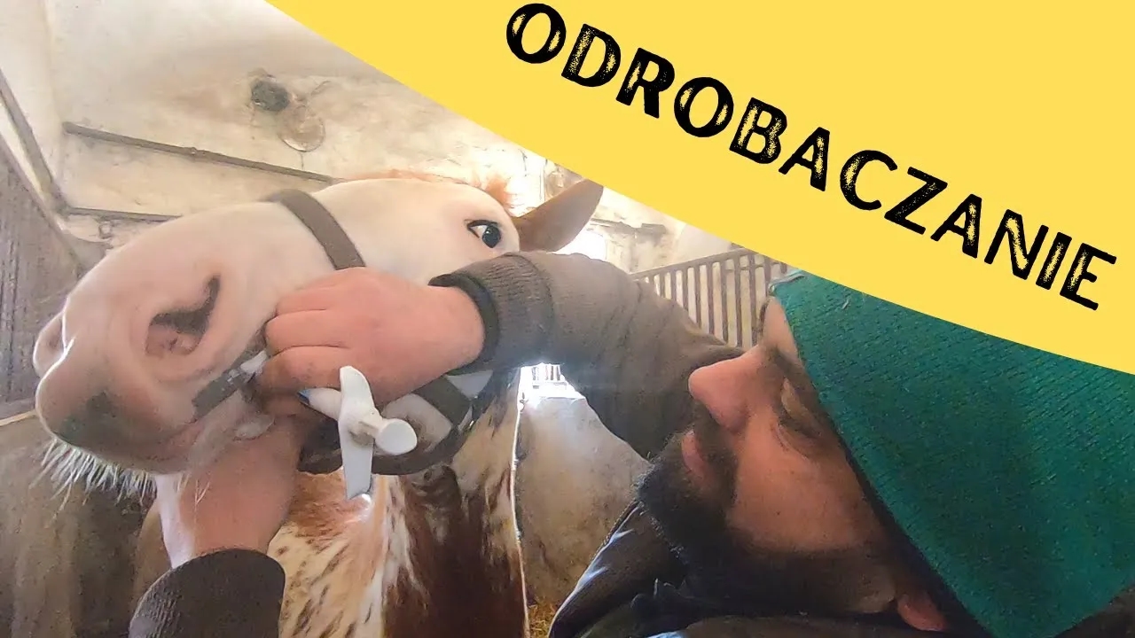 Czy odrobaczanie konia przed jedzeniem jest skuteczne? Kluczowe zasady i porady