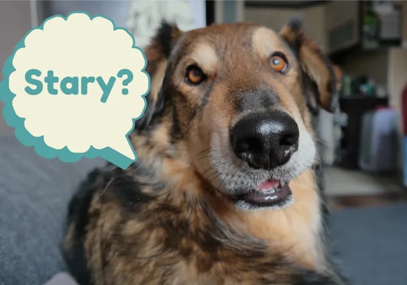 Tresura starego psa bez stresu: skuteczne metody i wskazówki dla właścicieli