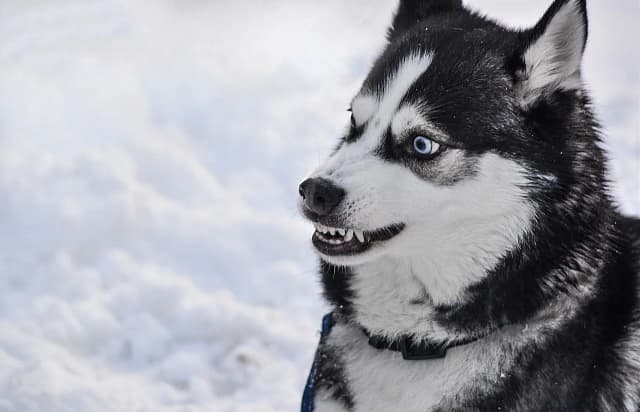 Czy husky jest agresywny? Prawda o temperamentie i zachowaniu tej rasy