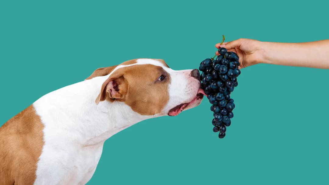 Czy pies może jeść winogrona bezpestkowe? Uwaga, to niebezpieczne!