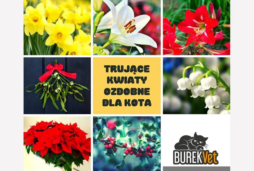 Czy hiacynt jest trujący dla kota: poznaj objawy zatrucia i jak pomóc pupilowi