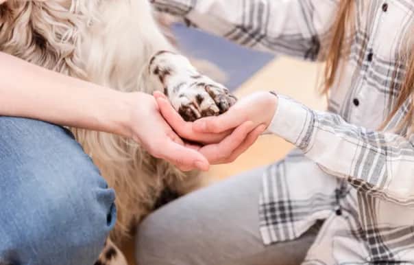 Zoofizjoterapia - jak zostać rehabilitantem zwierząt?