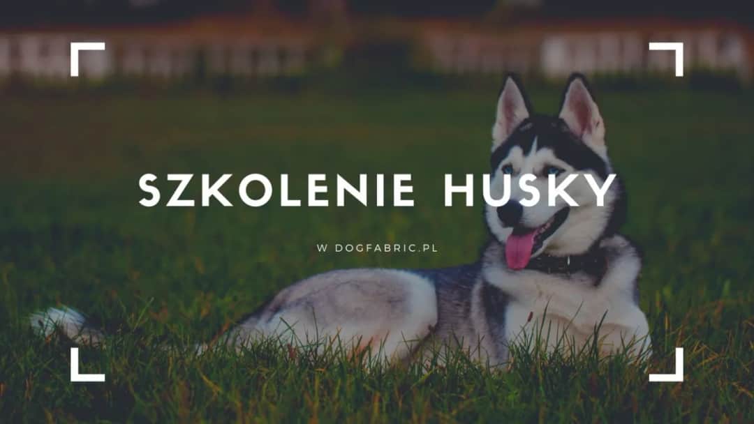 Jak wychować husky - skuteczne metody i najczęstsze wyzwania