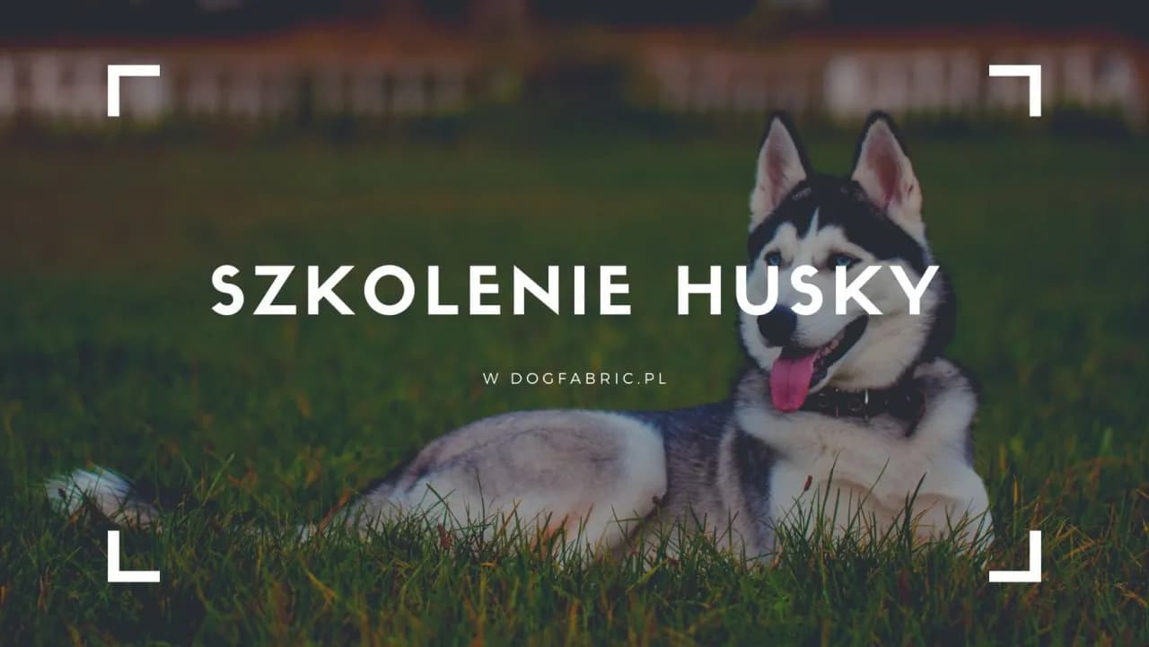 Jak wychować husky - skuteczne metody i najczęstsze wyzwania