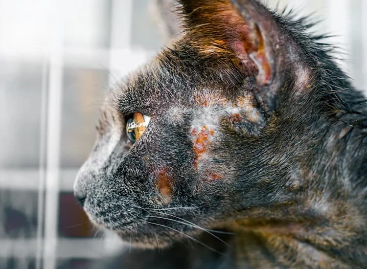 Czy świerzb u kota jest zaraźliwy dla ludzi: poznaj fakty i zagrożenia