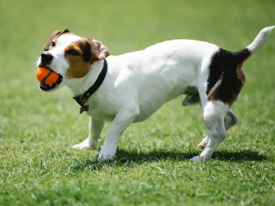 Jak wytresować jack russell terriera - 5 skutecznych metod tresury