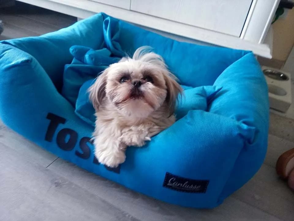 Jakie legowisko dla shih tzu zapewni komfort i ciepło?