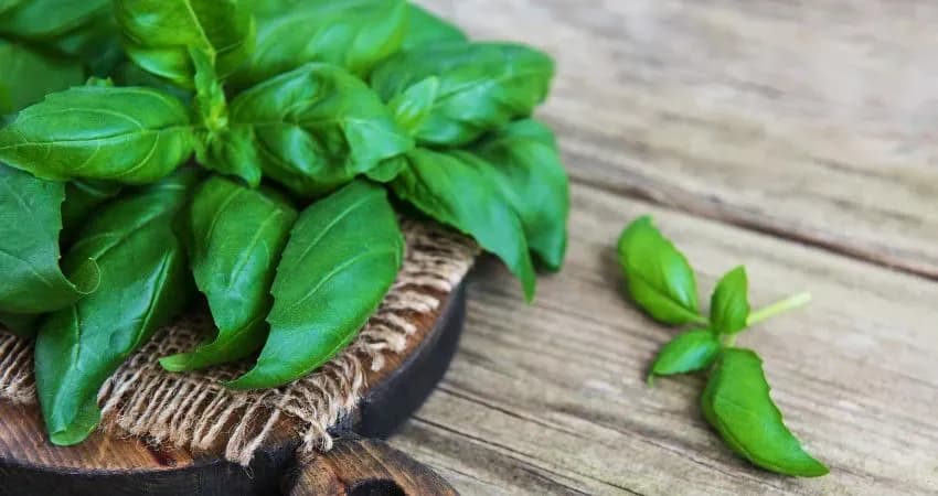 Czy pies może jeść bazylię? Bezpieczeństwo i korzyści dla pupila