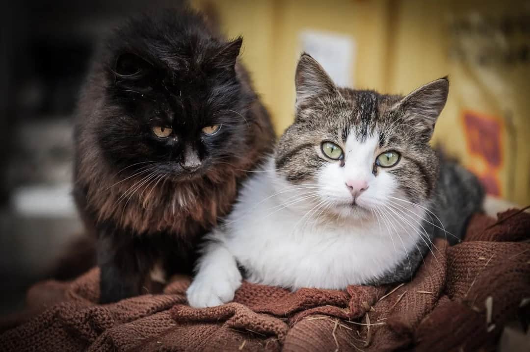 Znaczenie odczynu ph dla zdrowego układu moczowego kota
