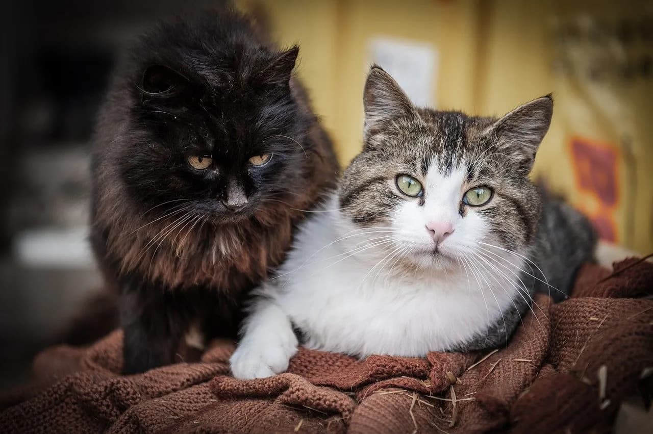Znaczenie odczynu ph dla zdrowego układu moczowego kota