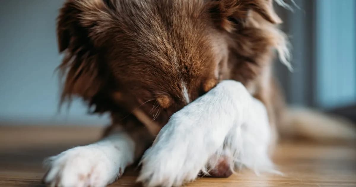Co oznacza, gdy pies się trzęsie? Możliwe przyczyny i leczenie