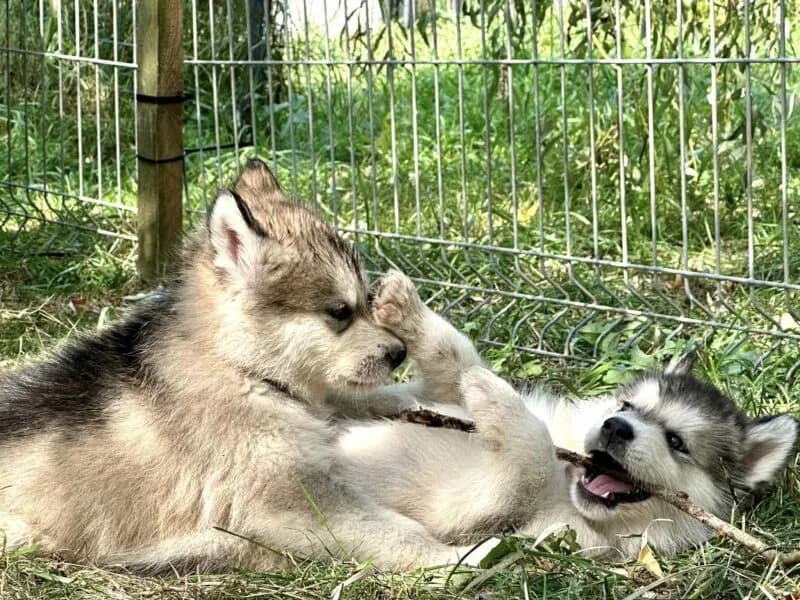 Malamut szczeniaki - Husky Alaskan Malamute Dostępne Teraz