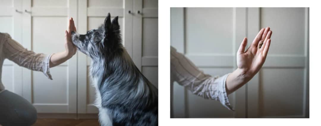 Jak samemu wytresować psa w domu: skuteczne wskazówki dla właścicieli