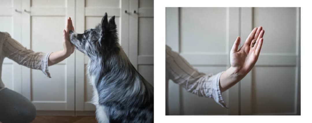 Jak samemu wytresować psa w domu: skuteczne wskazówki dla właścicieli