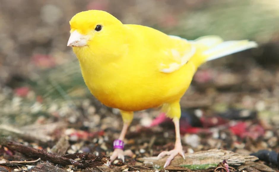 Skuteczne metody jak wytresować kanarka: kompletny poradnik oswajania