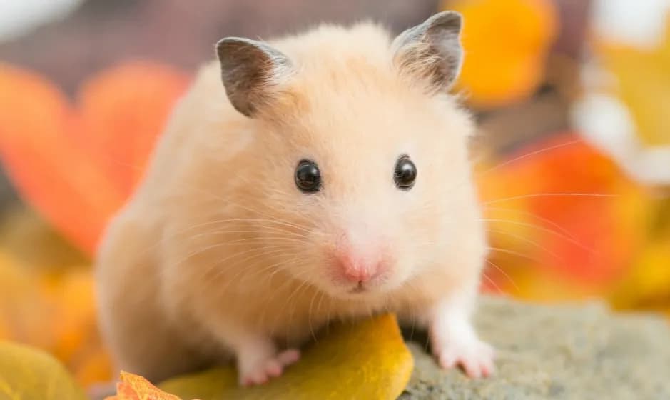 Jak wytresować chomika syryjskiego: 5 skutecznych kroków do oswojenia