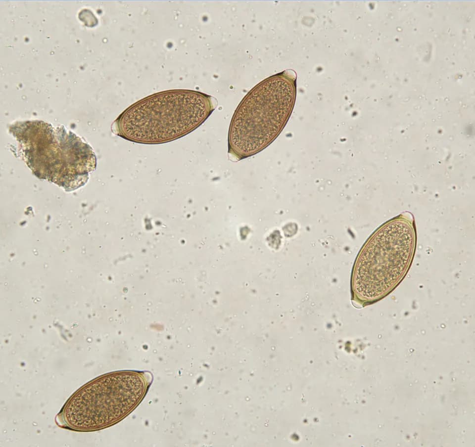 Białe kropki w kale psa: przyczyny i skuteczne metody leczenia
