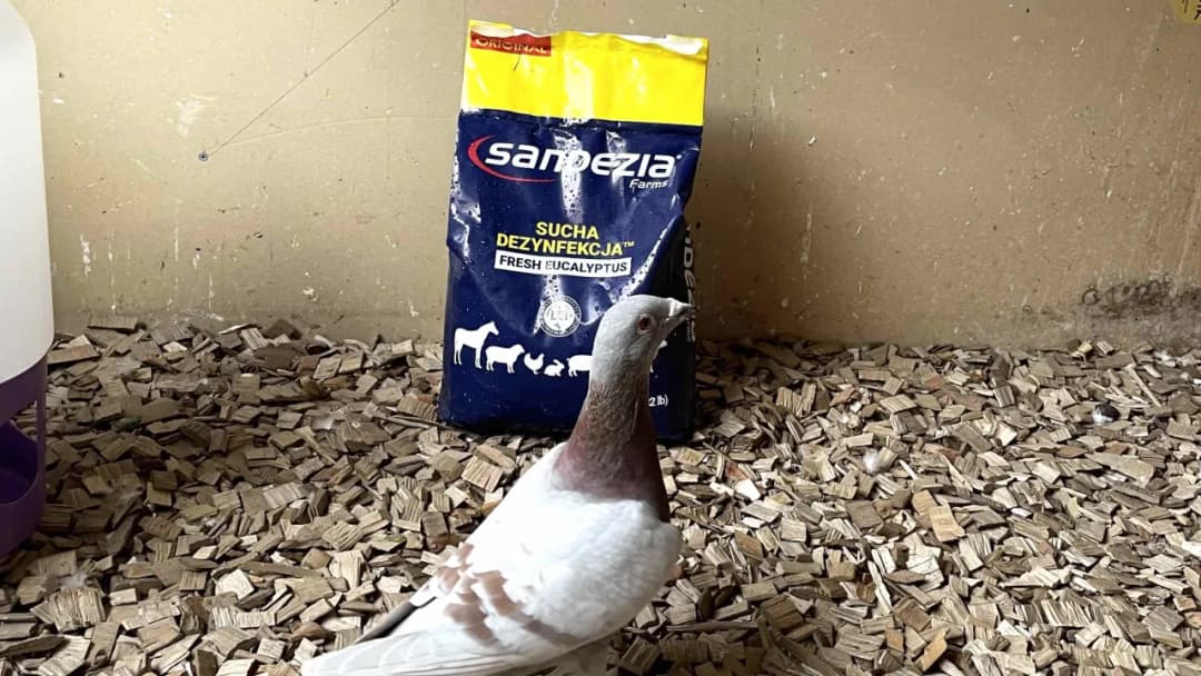 Skuteczne metody odrobaczania gołębi – uniknij problemów zdrowotnych