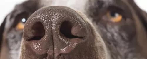 Głośne oddychanie przez nos u psa: Przyczyny i skuteczne metody leczenia