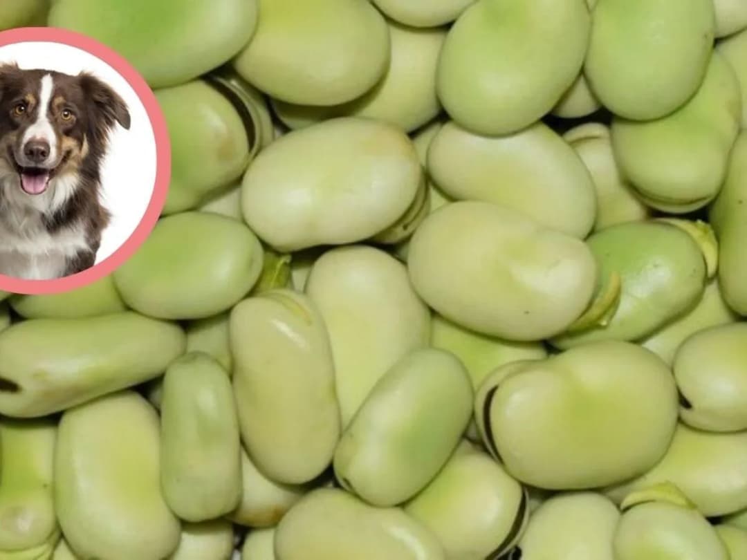 Czy pies może jeść gotowany bób? Bezpieczeństwo i alternatywy