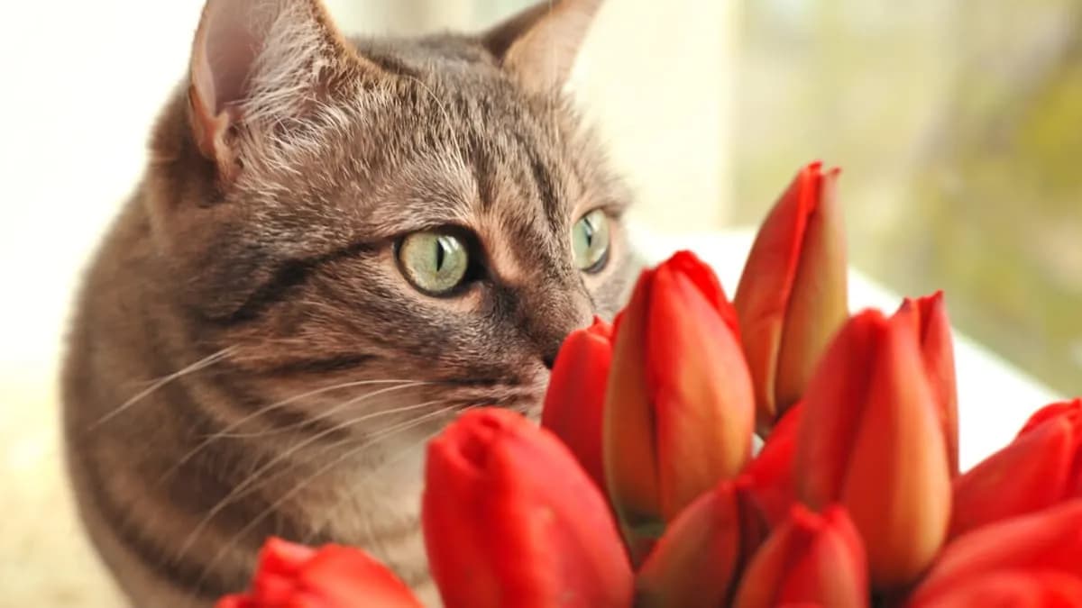 Czy tulipan jest trujący dla kota? Poznaj zagrożenia i objawy zatrucia