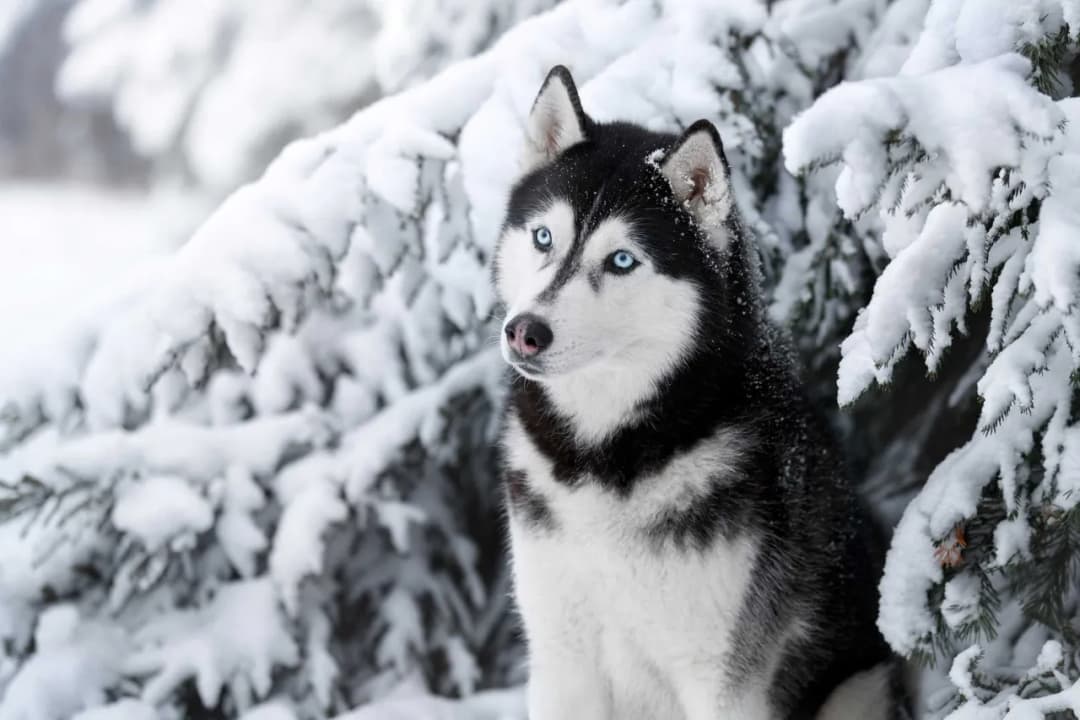 Ile kosztuje szczeniak husky? Sprawdź, co wpływa na cenę pupila