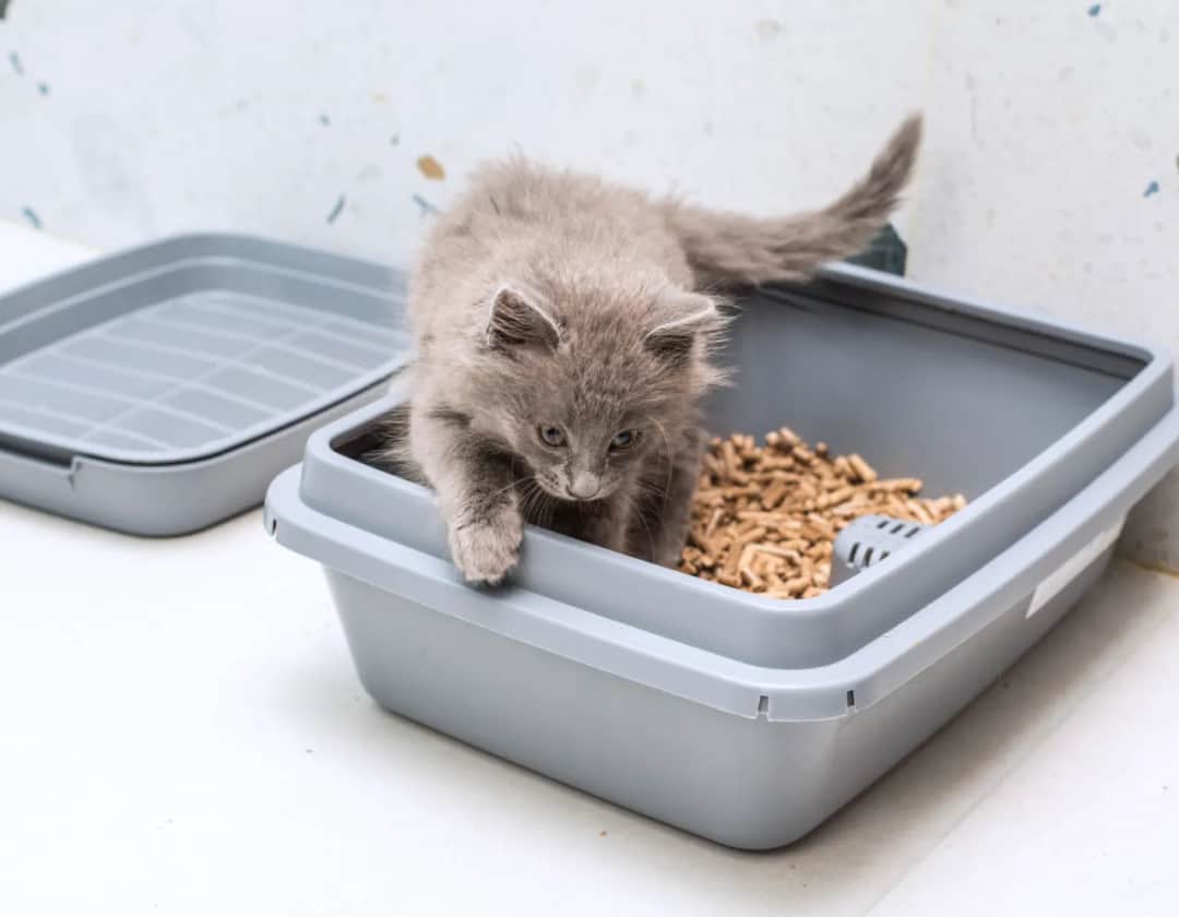 Wybierz najlepszy żwirek dla kota: 5 sprawdzonych rodzajów i opinie