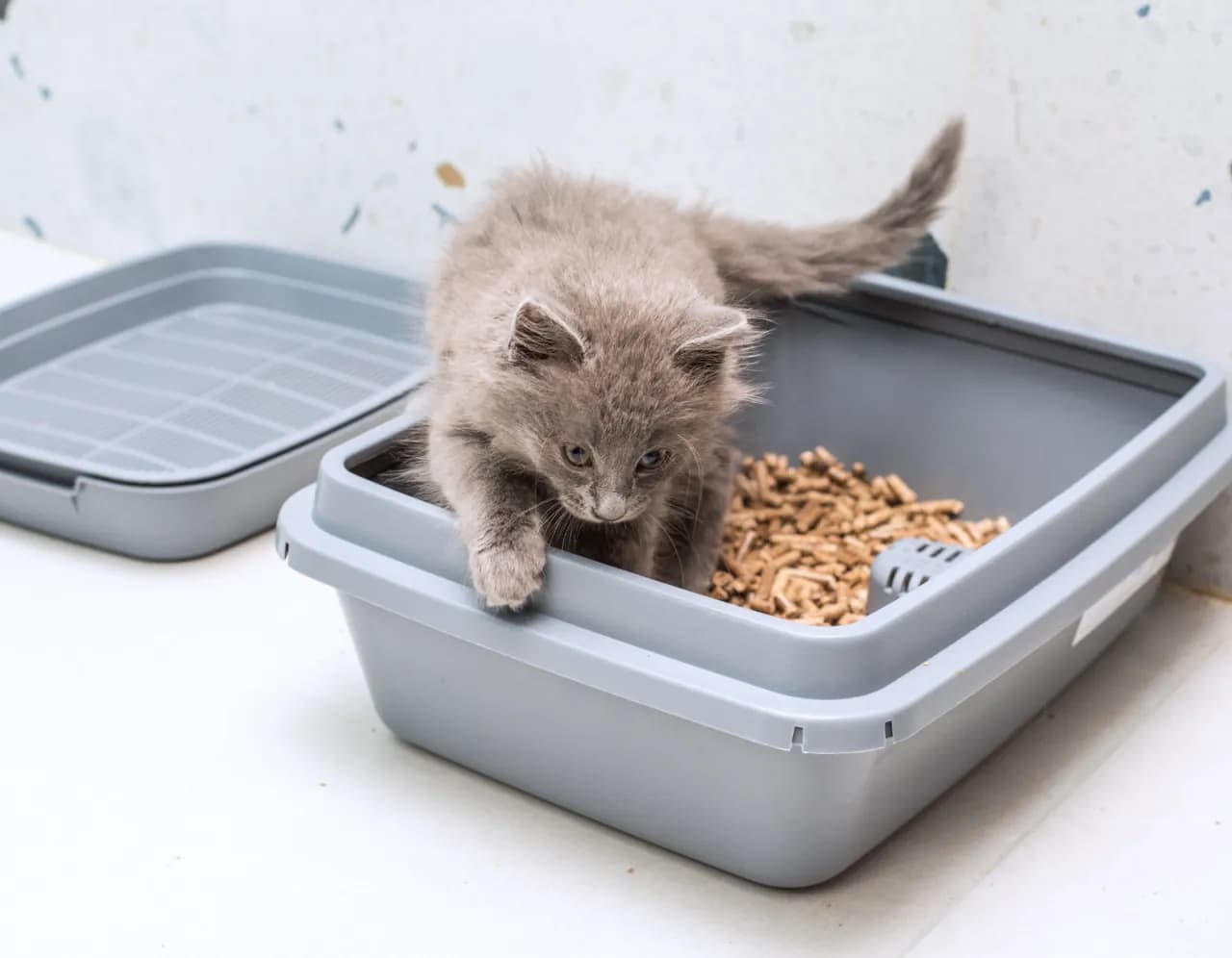 Wybierz najlepszy żwirek dla kota: 5 sprawdzonych rodzajów i opinie