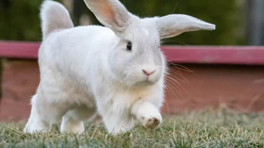 Ile kosztuje wizyta u weterynarza z królikiem? Sprawdź ceny i oszczędź