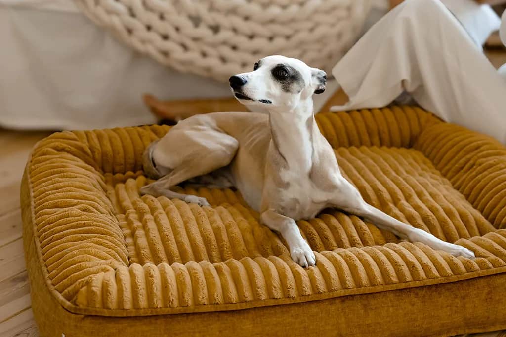 Legowisko dla psa które można prać - jak dbać o higienę i komfort