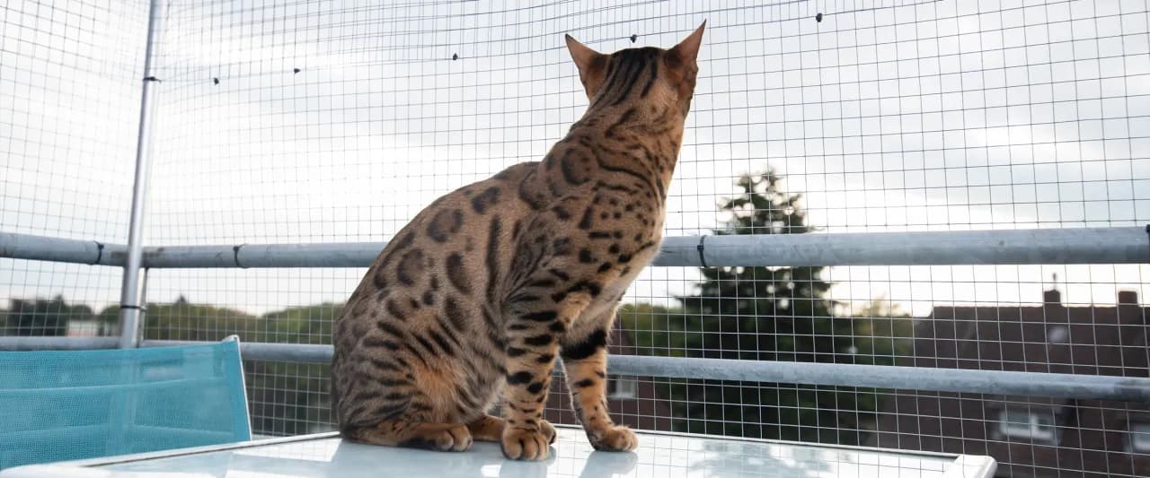 Jak bezpiecznie i wygodnie urządzić balkon dla kota - praktyczne porady