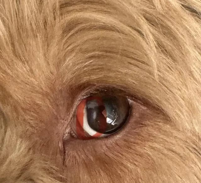 Biała błonka na oku psa: co oznacza i jak powinieneś postąpić?