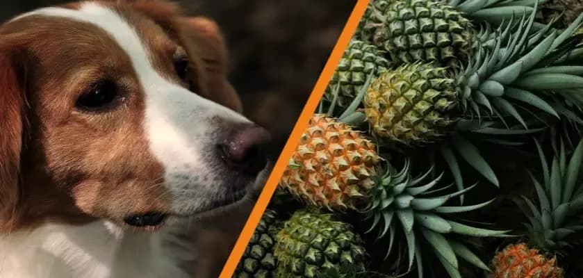 Czy pies może jeść ananasa z puszki? Uwaga na te zagrożenia!