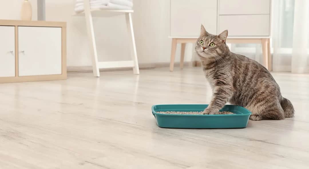 Ciemny mocz u kota: Przyczyny, objawy i skuteczne metody leczenia