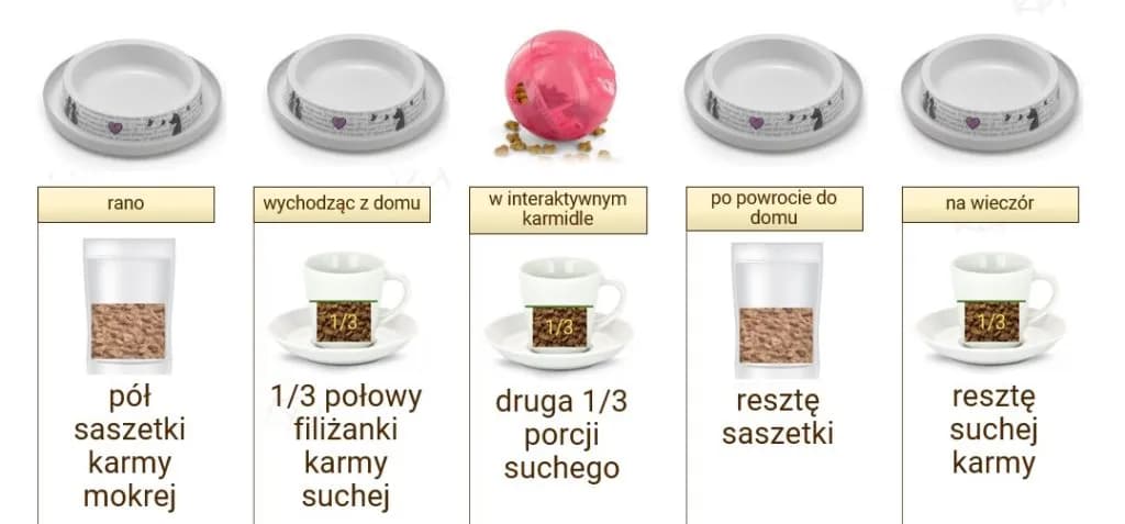 Poprawne dawkowanie mokrej karmy dla kota - kompletne zasady żywienia