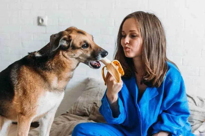 Czy pies może jeść miód? Korzyści i zagrożenia dla pupila