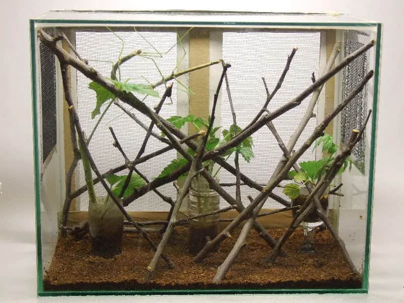 Patyczaki Terrarium - Akwarium dla patyczaka