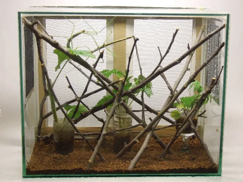 Patyczaki Terrarium - Akwarium dla patyczaka