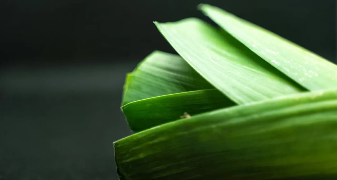 Czy pies może jeść pora? Poznaj fakty i zagrożenia dla zdrowia pupila