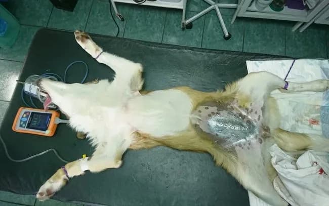 Rana po kastracji psa: powikłania, objawy i skuteczne leczenie